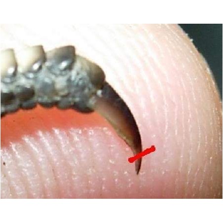 Tesoura corte unha - Reptile