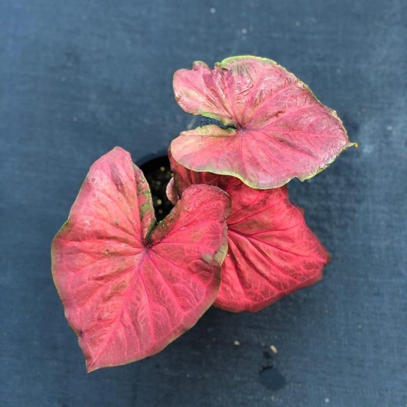 comprar muda de caladium Sônia Bruna comprar muda de caladium Sônia Bruna