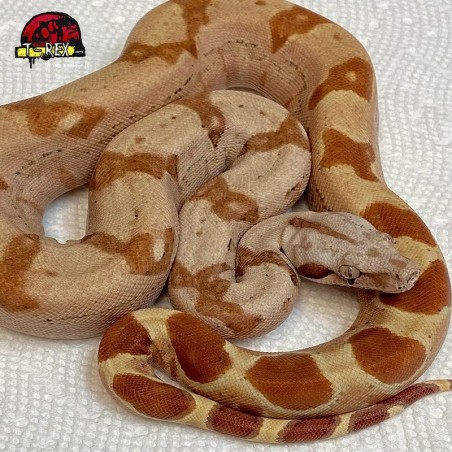 Cobra Jibóia em criadouro de repteis