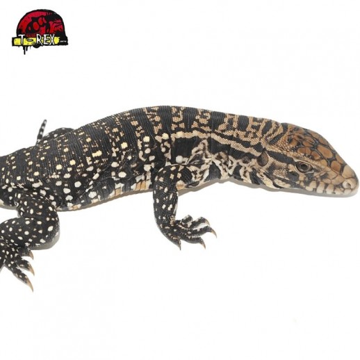 Lagarto Teiú Legalizado