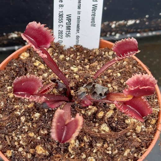 Planta Carnívora vermelha Dioneia Werewolf