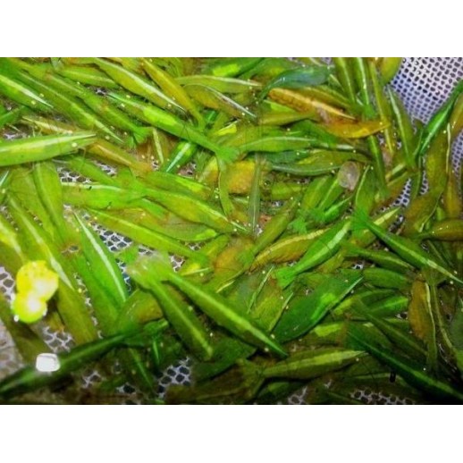 aquario de camarões