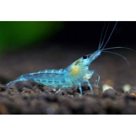 comprar camarão azul