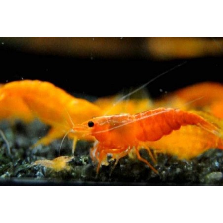 camarão para aquário