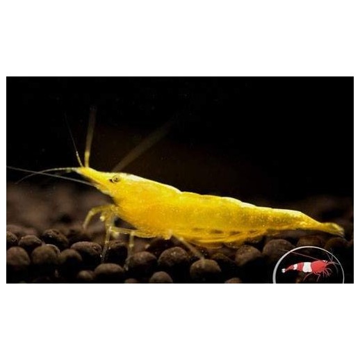 Camarão Orange Sakura