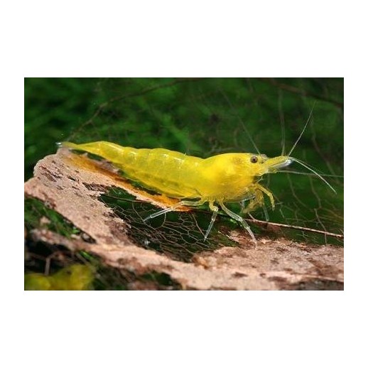 Camarão para aquário