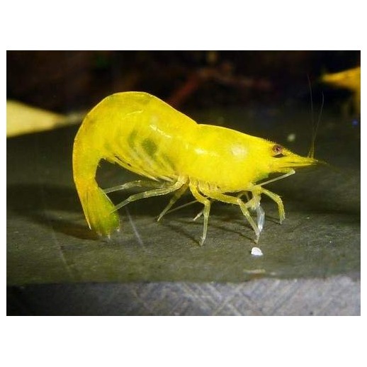 Camarão Orange Sakura