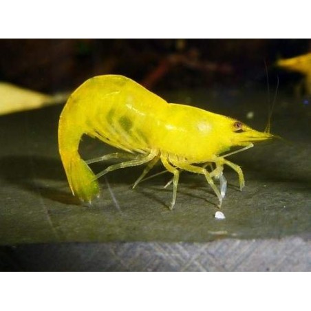 Camarão Orange Sakura