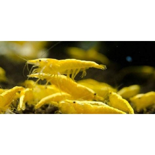 aquário de camarão