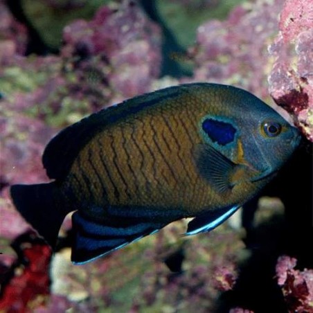BLUE FIN ANGEL - CENTROPYGE MULTISPINIS