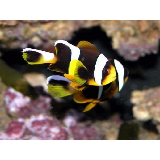 ALLARDI CLOWN - AMPHIPRION ALLARDI PQ