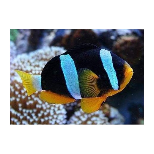 ALLARDI CLOWN - AMPHIPRION ALLARDI PQ