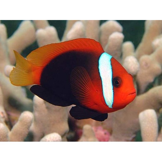 ALLARDI CLOWN - AMPHIPRION ALLARDI PQ