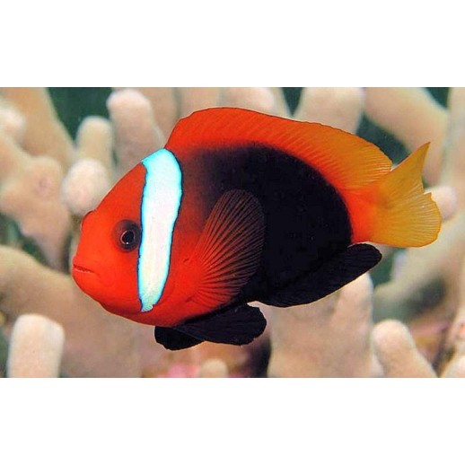 ALLARDI CLOWN - AMPHIPRION ALLARDI PQ