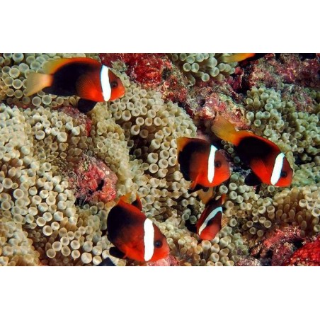 ALLARDI CLOWN - AMPHIPRION ALLARDI PQ