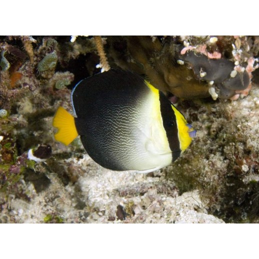 SINGAPORE ANGEL - CHAETODONTOPLUS MESOLEUCUS
