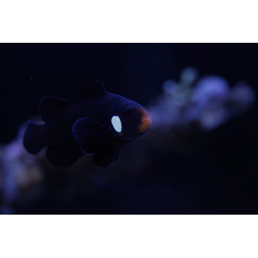 OCELLARIS BLACK DOMINÓ CLOWN TB - AMPHIPRION OCELLARIS