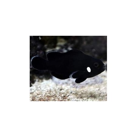 OCELLARIS BLACK DOMINÓ CLOWN TB - AMPHIPRION OCELLARIS