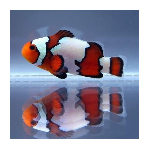 OCELLARIS BLACK ICE CLOWN TB - AMPHIPRION OCELLARIS 