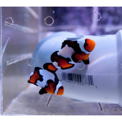 OCELLARIS BLACK ICE CLOWN TB - AMPHIPRION OCELLARIS 