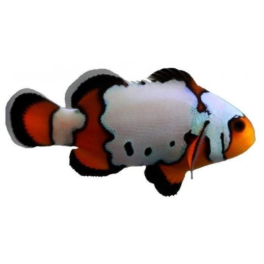 OCELLARIS BLACK ICE CLOWN TB - AMPHIPRION OCELLARIS 