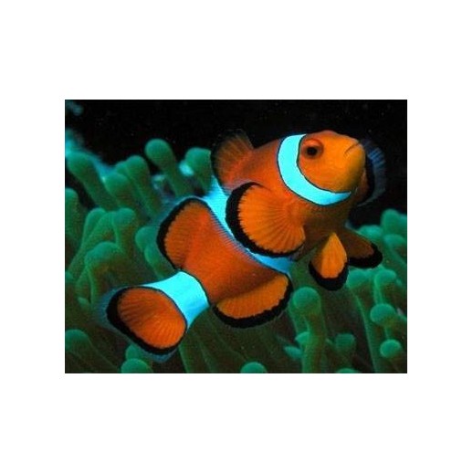 OCELLARIS CLOWN TB - AMPHIPRION OCELLARIS