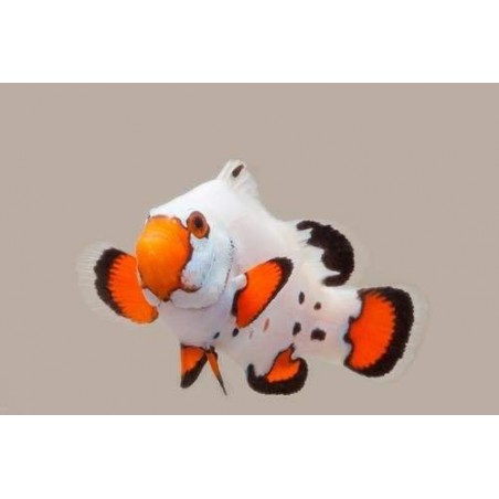 OCELLARIS FROSTBITE CLOWN TB - AMPHIPRION OCELLARIS 