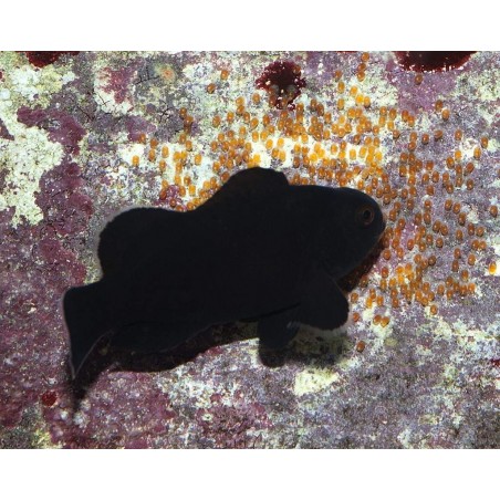 OCELLARIS MIDNIGHT CLOWN TB - AMPHIPRION OCELLARIS