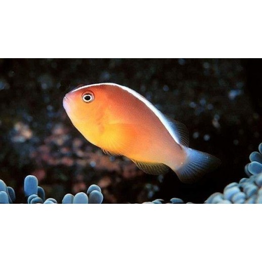 PEACH SKUNK CLOWN TB - AMPHIPRION AKALLOPISOS