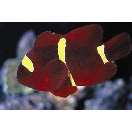 MAROON GOLD CLOWN - PREMNAS BIACULEATUS