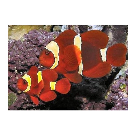 MAROON GOLD CLOWN - PREMNAS BIACULEATUS