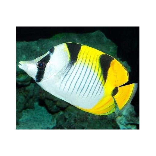TRUE FALCULA BUTTERFLY - CHETODON FALCULA