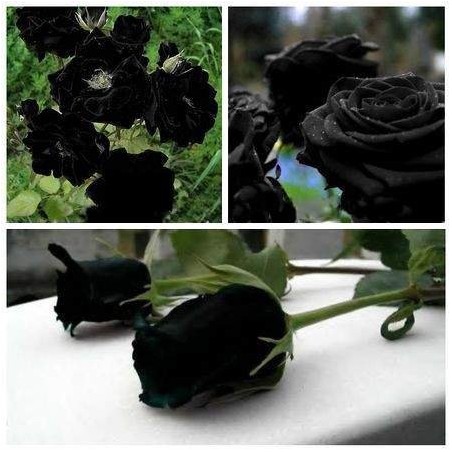 Rosa Negra Black  - Sementes Raras - Exóticas