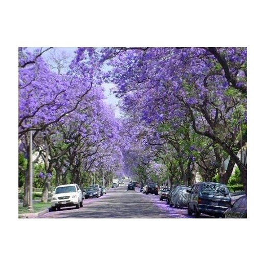Árvore Jacarandá Azul  - Sementes Raras - Exóticas