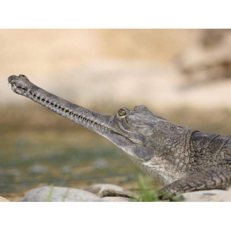 Gavial - Crocodilo no Ovo - Réplica Répteis