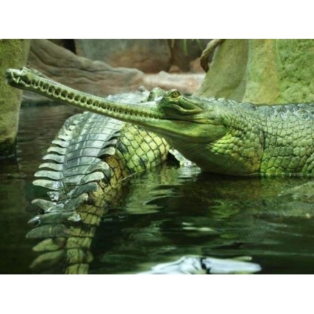 Gavial - Crocodilo no Ovo - Réplica Répteis