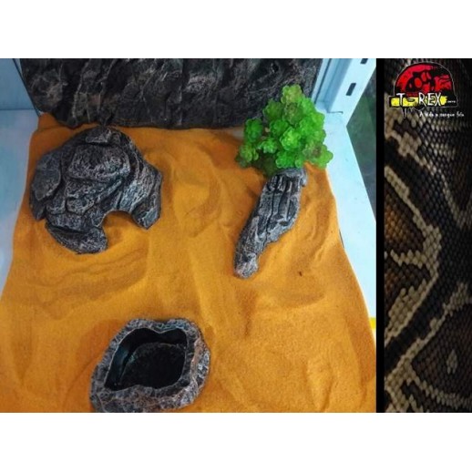 Terrário 02 | Gecko | Corn | Aranhas | Répteis 