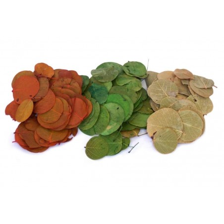 Kit Floresta - ReptiBark e Folhagens Répteis | Terrário