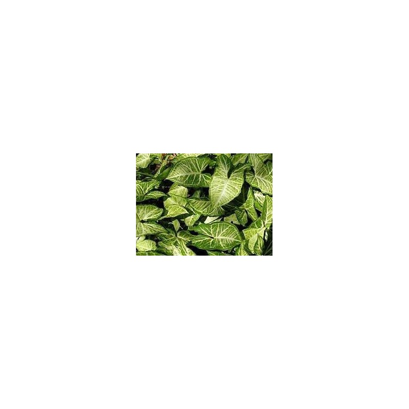 Planta Viva - Syngonium 
