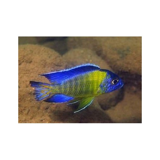 Aulonocara Stuartgrandi Blue Neon