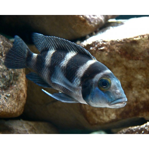 PARACIPRICHROMIS NIGRIPINNIS BLUE NEON 3 A 4 cm