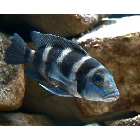 PARACIPRICHROMIS NIGRIPINNIS BLUE NEON 3 A 4 cm