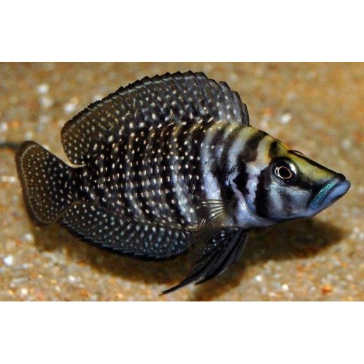 PARACIPRICHROMIS NIGRIPINNIS BLUE NEON 3 A 4 cm