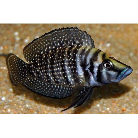 PARACIPRICHROMIS NIGRIPINNIS BLUE NEON 3 A 4 cm