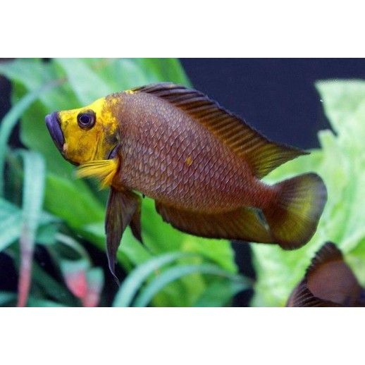 PARACIPRICHROMIS NIGRIPINNIS BLUE NEON 3 A 4 cm