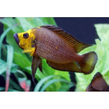 PARACIPRICHROMIS NIGRIPINNIS BLUE NEON 3 A 4 cm