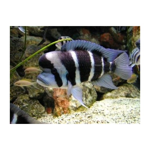 PARACIPRICHROMIS NIGRIPINNIS BLUE NEON 3 A 4 cm