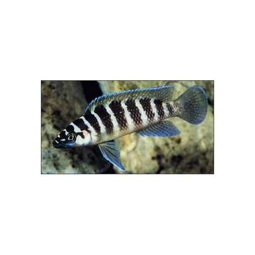 PARACIPRICHROMIS NIGRIPINNIS BLUE NEON 3 A 4 cm