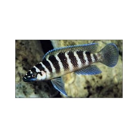 PARACIPRICHROMIS NIGRIPINNIS BLUE NEON 3 A 4 cm
