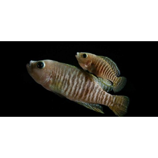 LAMPROLOGUS MULTI FASCIATUS comprar
